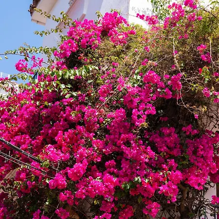 Oasis Lomas Del Club * Marbella